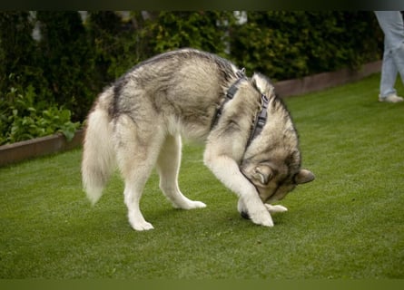 Wapaj - liebevoller, geduldiger Familienhund - Tierhilfe Franken e.V.