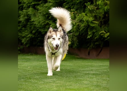 Wapaj - liebevoller, geduldiger Familienhund - Tierhilfe Franken e.V.