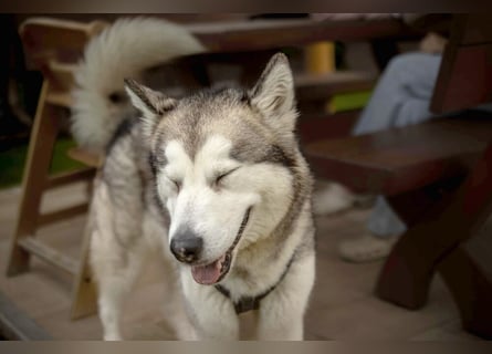 Wapaj - liebevoller, geduldiger Familienhund - Tierhilfe Franken e.V.