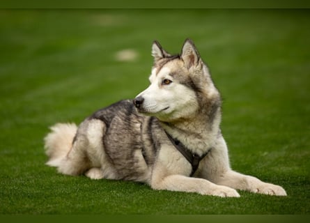Wapaj - liebevoller, geduldiger Familienhund - Tierhilfe Franken e.V.