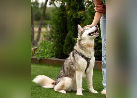 Wapaj - liebevoller, geduldiger Familienhund - Tierhilfe Franken e.V.