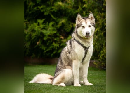 Wapaj - liebevoller, geduldiger Familienhund - Tierhilfe Franken e.V.