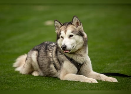 Wapaj - liebevoller, geduldiger Familienhund - Tierhilfe Franken e.V.