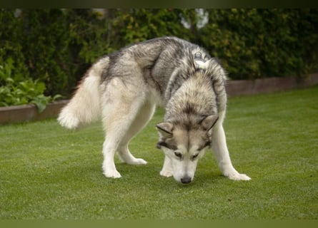 Wapaj - liebevoller, geduldiger Familienhund - Tierhilfe Franken e.V.