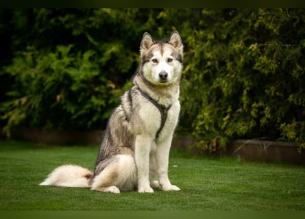 Wapaj - liebevoller, geduldiger Familienhund - Tierhilfe Franken e.V.