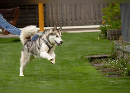 Wapaj - liebevoller, geduldiger Familienhund - Tierhilfe Franken e.V.