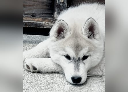 Siberian Husky Welpe Rüde Glacier Bay Hydrargium