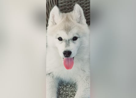 Siberian Husky Welpe Hündin Grace Hydrargium