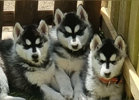 Siberian Husky Welpen  FCI/KZS aus über 30-jähriger  Zucht