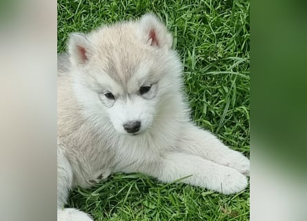 Siberian Husky Welpen  FCI/KZS aus über 30-jähriger  Zucht