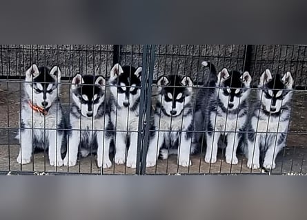 Siberian Husky Welpen  FCI/KZS aus über 30-jähriger  Zucht