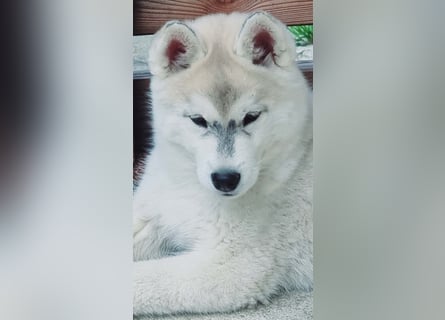 Siberian Husky Welpen  FCI/KZS aus über 30-jähriger  Zucht