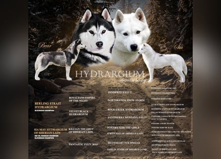 Siberian Husky Welpen  FCI/KZS aus über 30-jähriger  Zucht