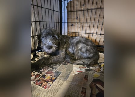 Astra: bereit für ihre eigene Familie