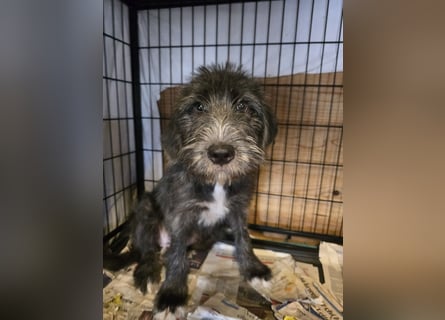 Astra: bereit für ihre eigene Familie