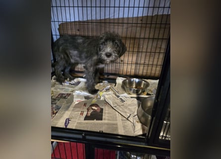 Astra: bereit für ihre eigene Familie