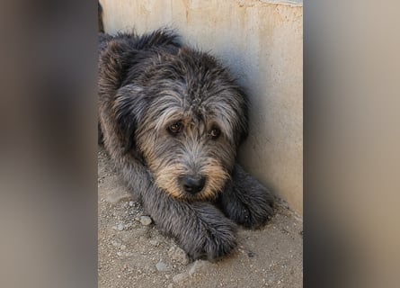 Dina: kleines Welpenmädchen geht hier unter