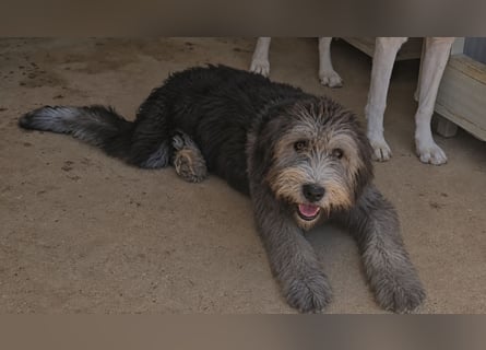Dina: kleines Welpenmädchen geht hier unter
