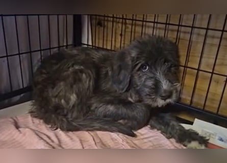 Astra: bereit für ihre eigene Familie