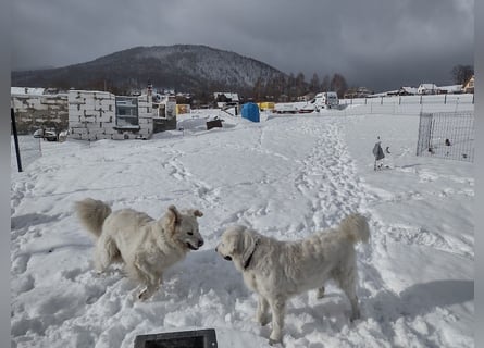 Aramis, Polnischer #Herdenschutzhund sucht neues Zuhause