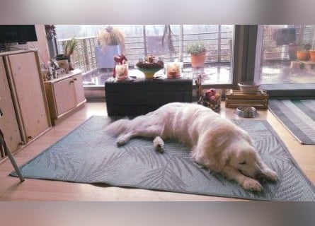 Aramis, Polnischer #Herdenschutzhund sucht neues Zuhause