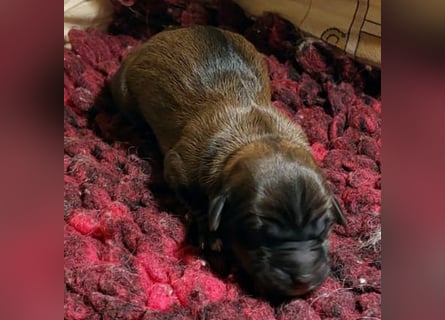 Kirsei-Kra Tibet Terrier Welpen ( VDH / ILT )