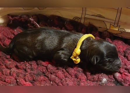 Kirsei-Kra Tibet Terrier Welpen ( VDH / ILT )