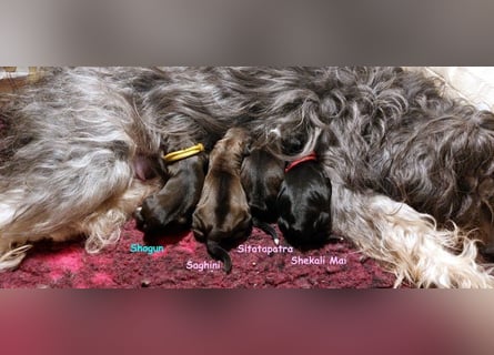 Kirsei-Kra Tibet Terrier Welpen ( VDH / ILT )