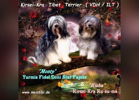 Wurfankündigung - Kirsei-Kra Tibet Terrier Welpen ( VDH / ILT )