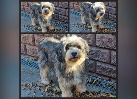 Liebe Hündinnen  (Tibet Terrier/Tibet-Mix) in liebe Hände abzugeben.