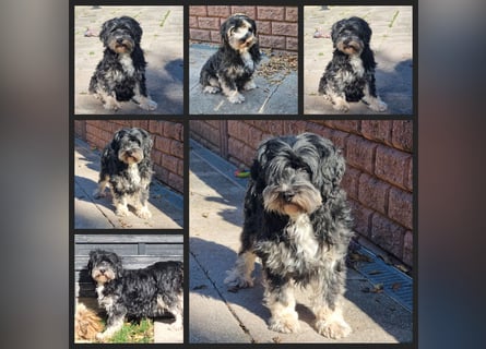 Liebe Hündinnen  (Tibet Terrier/Tibet-Mix) in liebe Hände abzugeben.