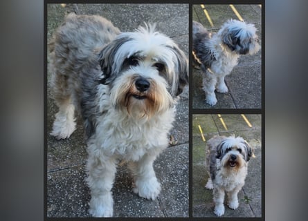 Liebe Hündinnen  (Tibet Terrier/Tibet-Mix) in liebe Hände abzugeben.