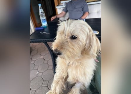 Winnie kann im Schwarzwald besucht werden