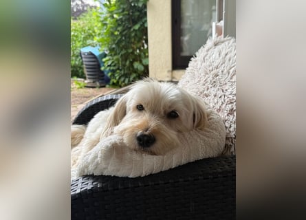 Winnie kann im Schwarzwald besucht werden