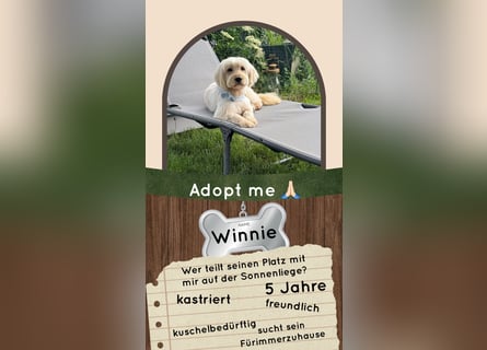 Winnie kann im Schwarzwald besucht werden