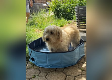 Winnie kann im Schwarzwald besucht werden