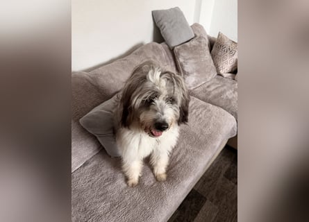 Teddy sucht zu Hause - Tibet-Terrier-Mix