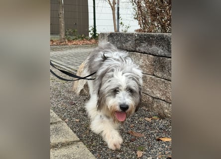 Teddy sucht zu Hause - Tibet-Terrier-Mix