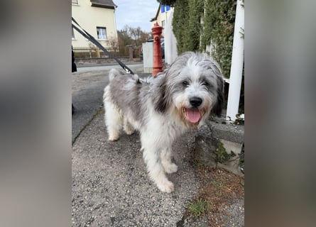 Teddy sucht zu Hause - Tibet-Terrier-Mix