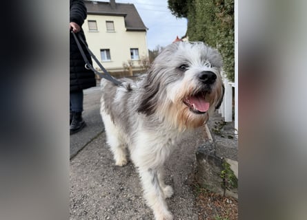 Teddy sucht zu Hause - Tibet-Terrier-Mix