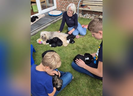 Unsere Fröhliche Bande sucht ein neues Zuhause