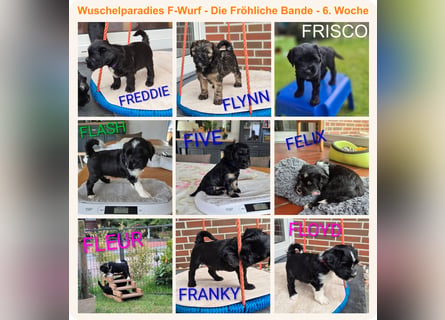 Unsere Fröhliche Bande sucht ein neues Zuhause