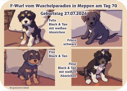 Unsere Fröhliche Bande sucht ein neues Zuhause