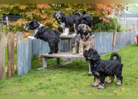 Unsere Fröhliche Bande sucht ein neues Zuhause