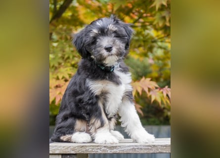 Unser Felix sucht ein neues Zuhause