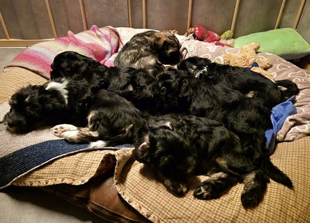 Unsere Fröhliche Bande sucht ein neues Zuhause