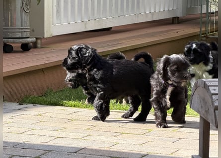 Unsere Fröhliche Bande sucht ein neues Zuhause