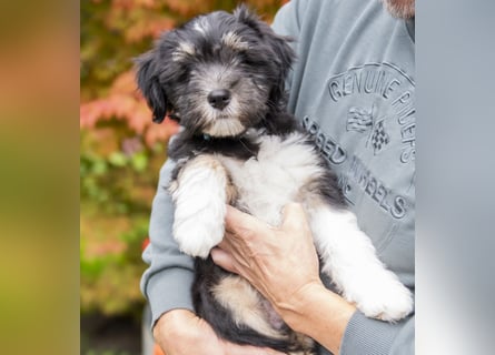 Unser Felix sucht ein neues Zuhause