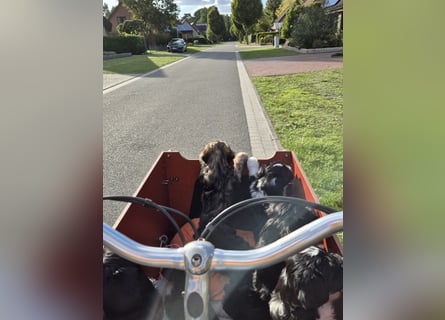 Unsere Fröhliche Bande sucht ein neues Zuhause
