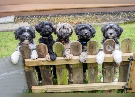 Unsere Fröhliche Bande sucht ein neues Zuhause